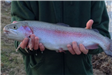 Person Holding a Trout